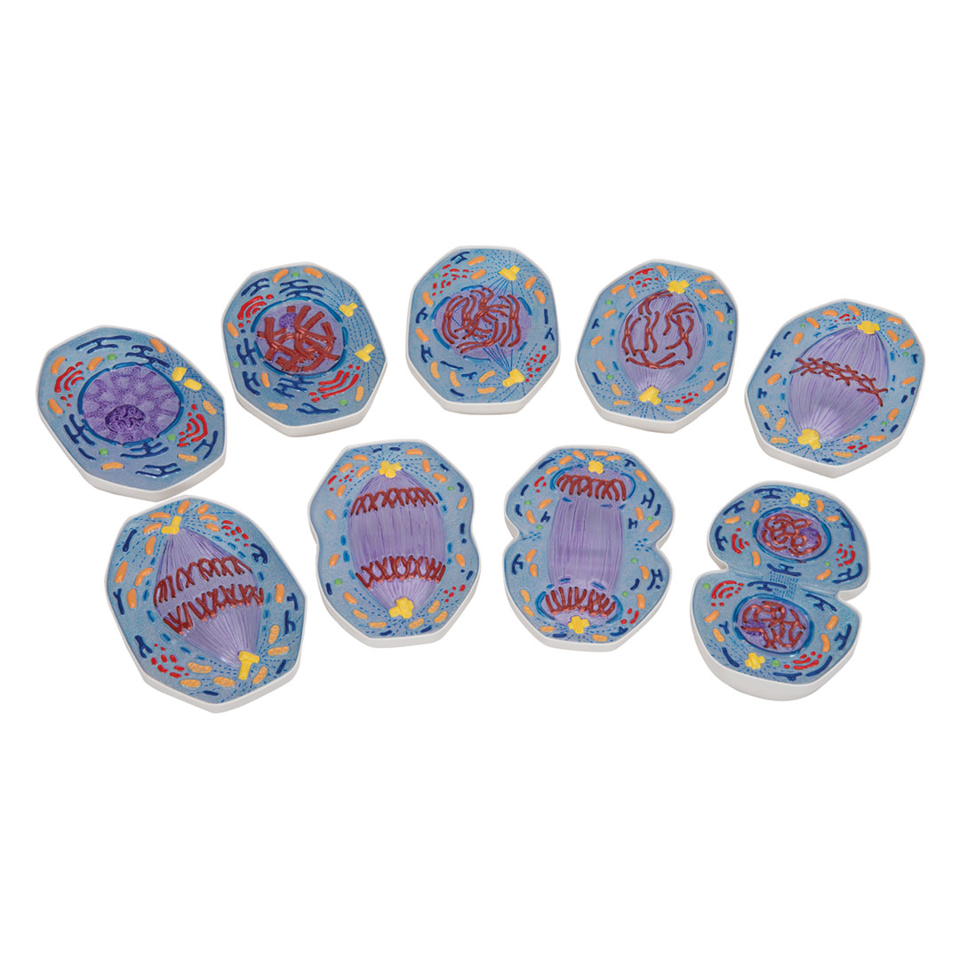 3B SCIENTIFIC Mitose, Modell (R01/1)