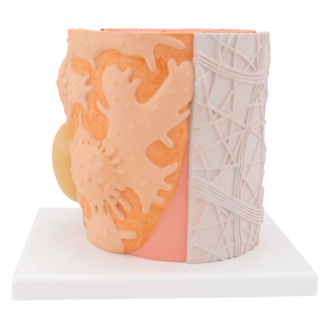 3B SCIENTIFIC MICROanatomy Muskelfaser (B60) 3B SCIENTIFIC MICROanatomy Muskelfaser (B60)