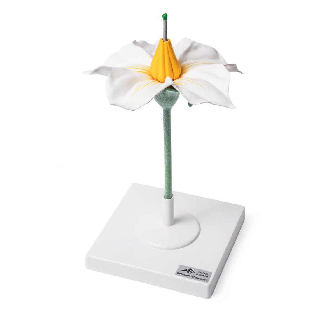 3B SCIENTIFIC Kartoffelblüte (T21014) 3B SCIENTIFIC Kartoffelblüte (T21014)