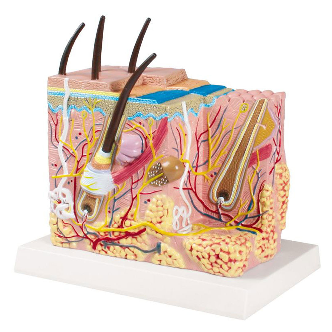 ERLER ZIMMER Haut Blockmodell - EZ Augmented Anatomy