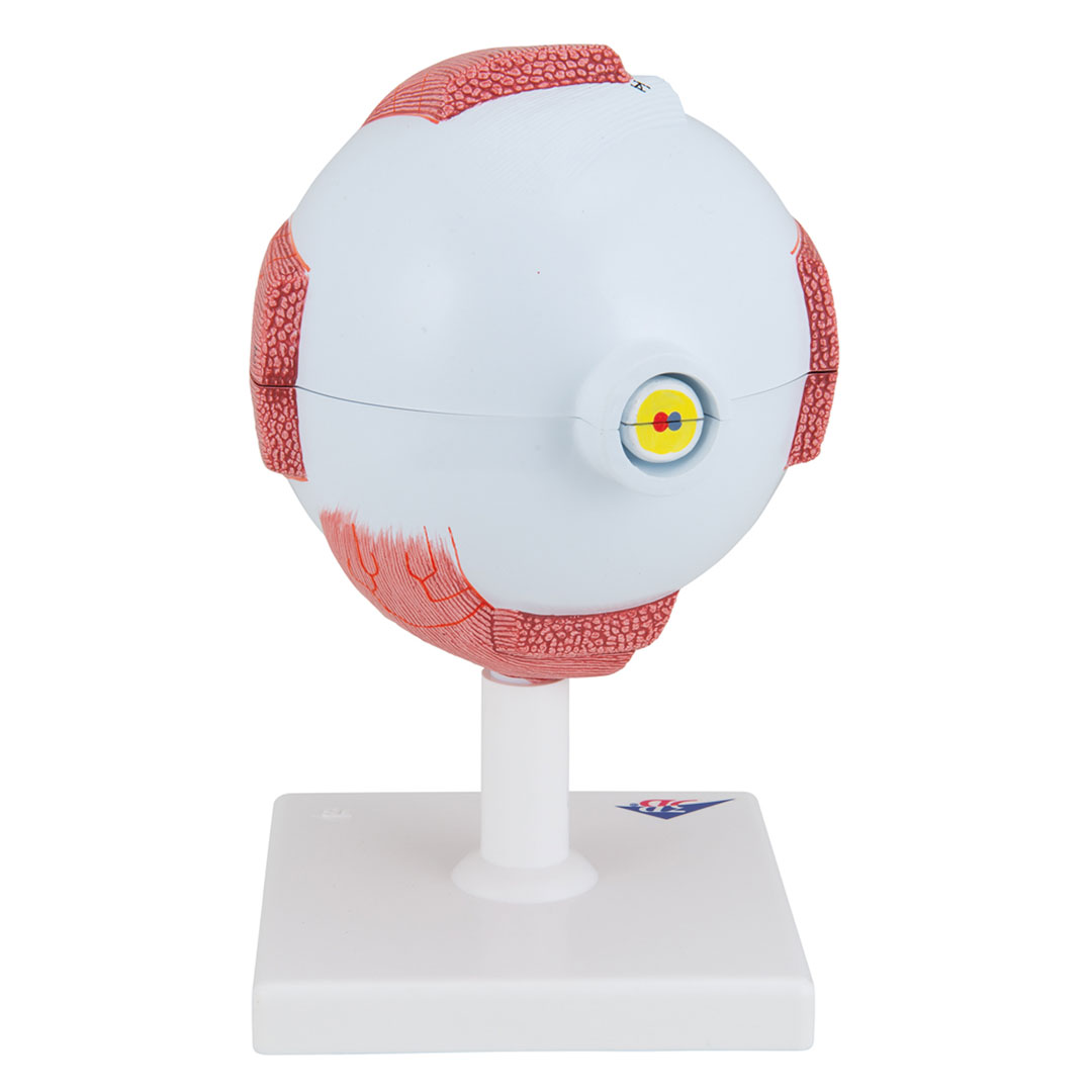 3B SCIENTIFIC Auge, 6-tlg., 5-fach vergr. (F10), Riesenauge