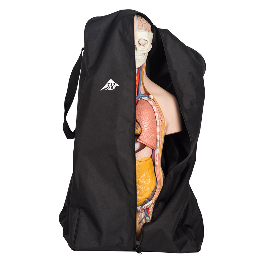 3B SCIENTIFIC Staubschutzhülle für Torso, W40104