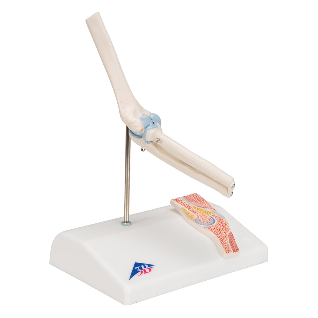 3B SCIENTIFIC Mini-Ellbogengelenk m.Querschnitt (A87/1)