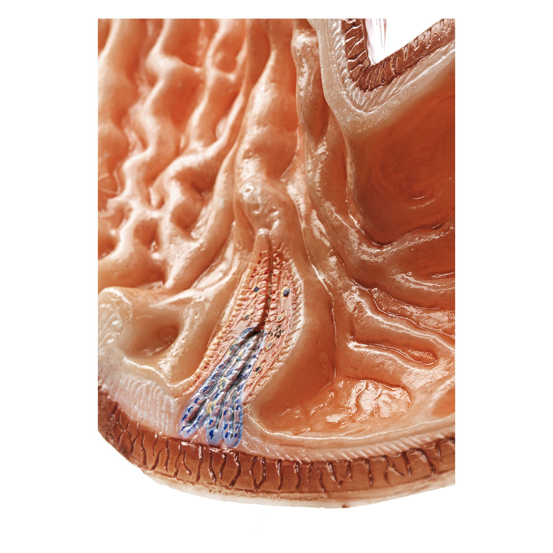 SOMSO® Modell, Magen