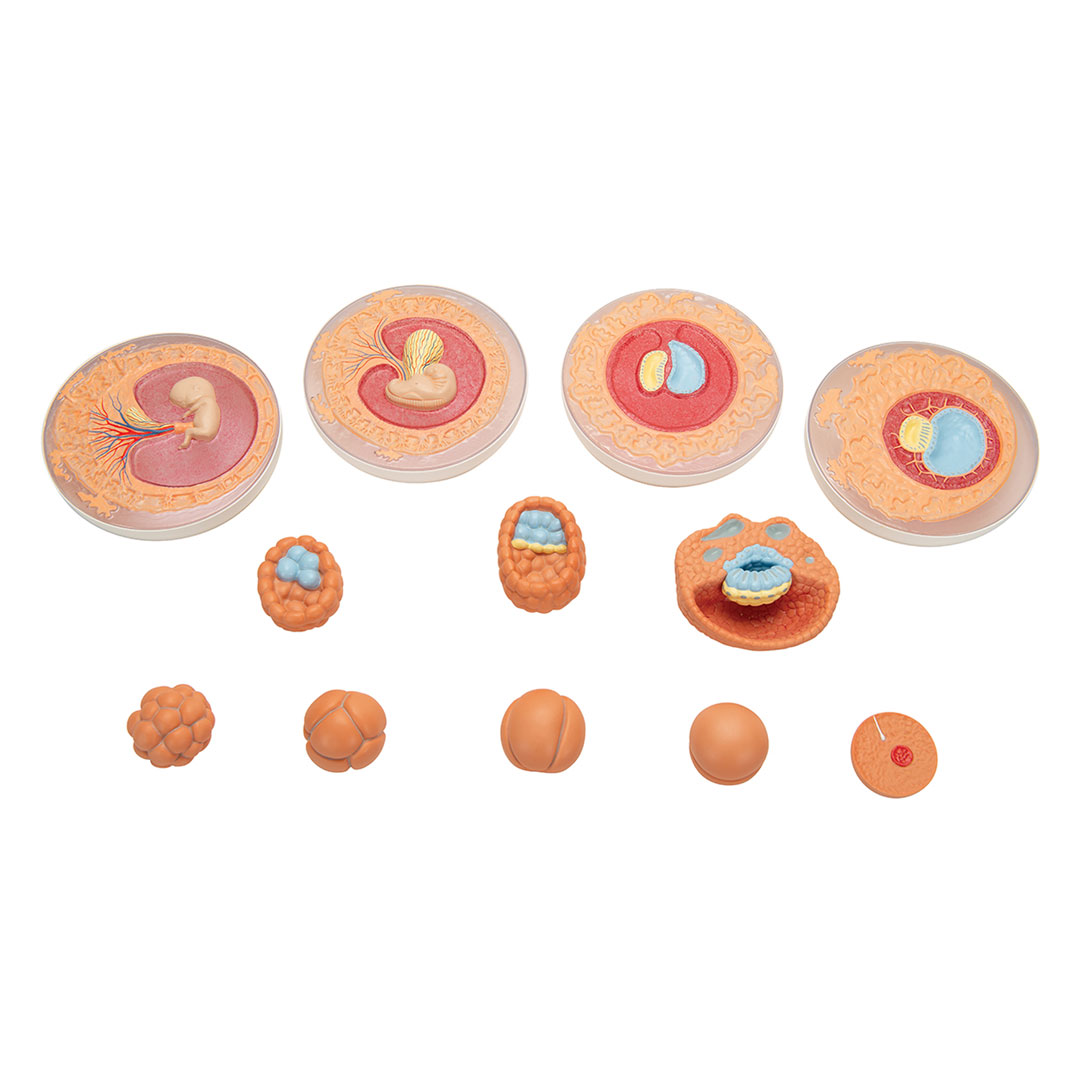 3B SCIENTIFIC Keimesentwicklung in 12 Stadien (VG391)