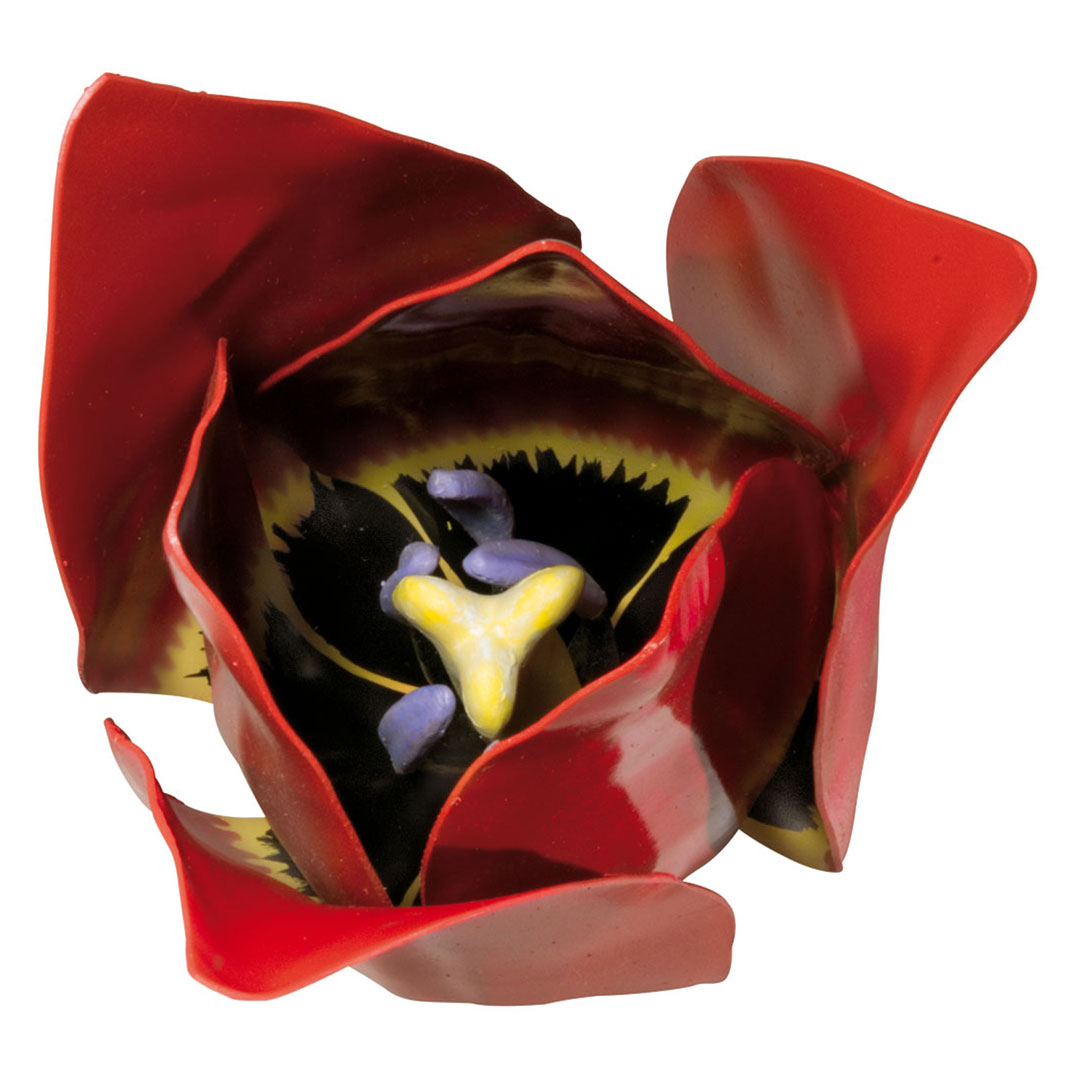 3B SCIENTIFIC Tulpenblüte, Modell