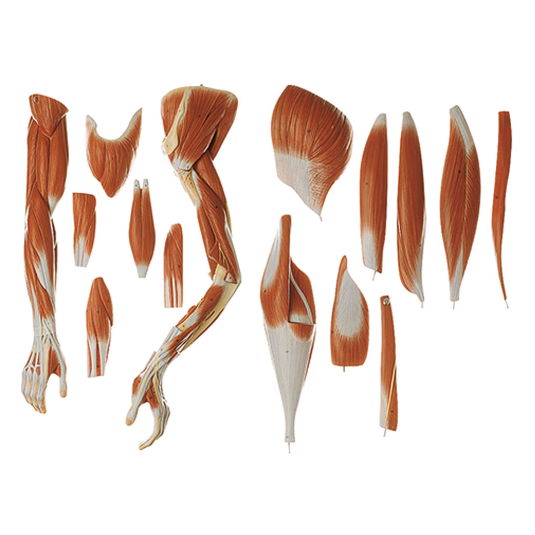 SOMSO® Männliche Muskelfigur,36-teilig 3/4 natürliche Grösse*