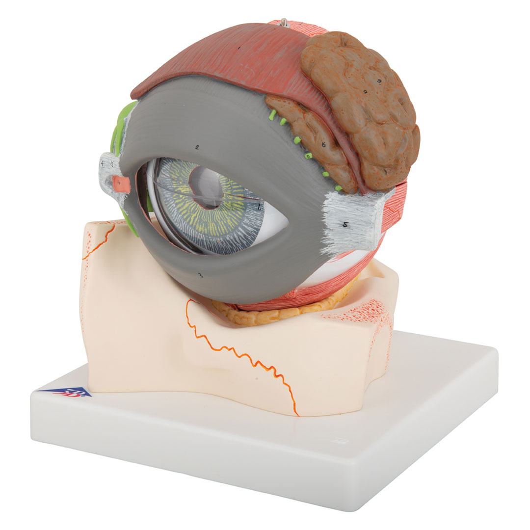 3B SCIENTIFIC Auge mit Lid, 8-tlg. (F12)
