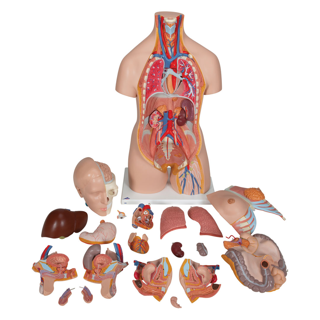 3B SCIENTIFIC Torso m.Kopf, 2-geschlechtl.,20-teilig(B32)