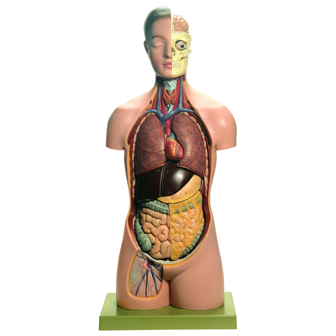 SOMSO® Jünglingstorso mit Kopf, 12-teilig