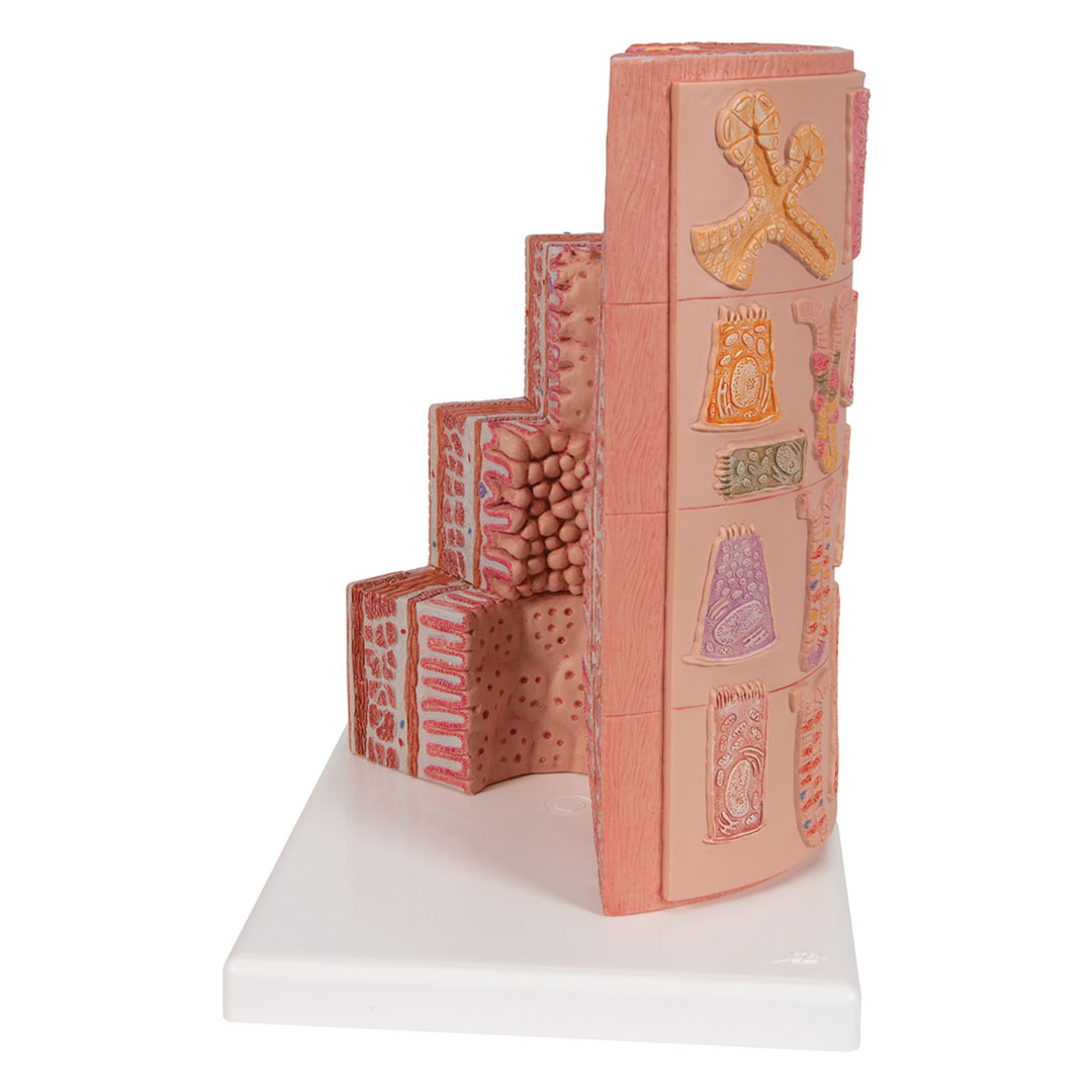 3B SCIENTIFIC Verdauungstrakt/MICROanatomy (K23)