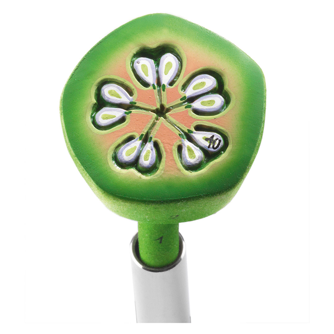 SOMSO® Apfelblüte-Fruchtknoten i. Querschnitt