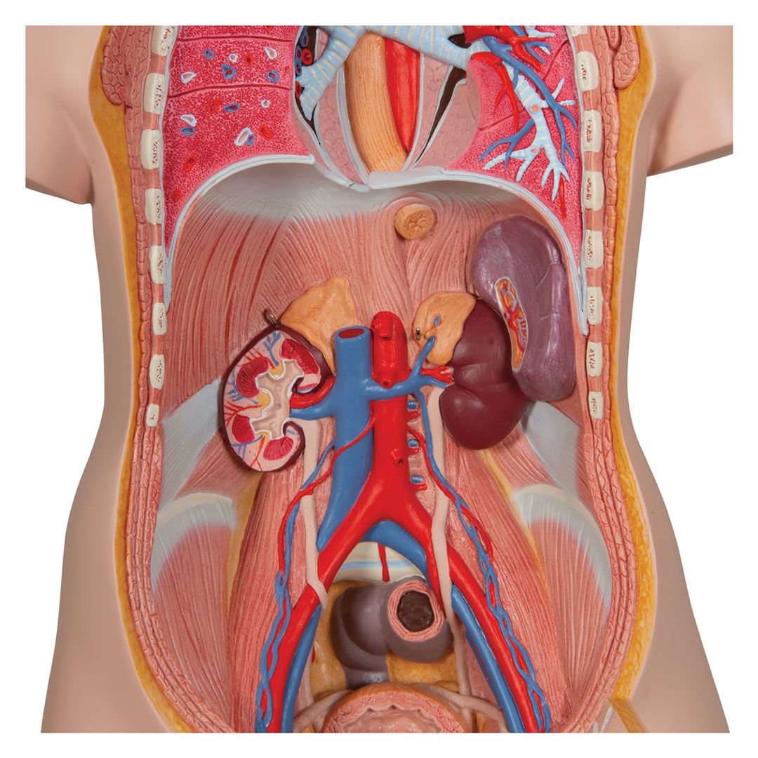 3B SCIENTIFIC Torso mit Kopf, 20-teilig (B17)