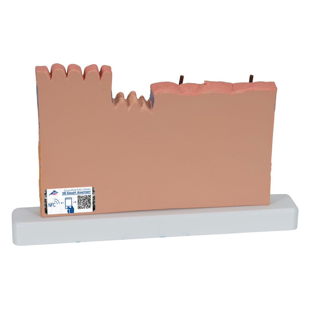 3B SCIENTIFIC Hautdurchschnitt, Tischmodell (J11)