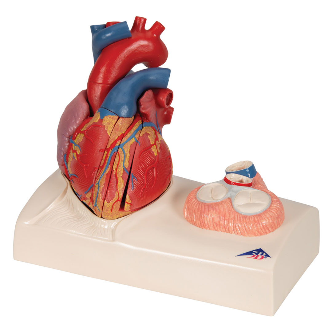 3B SCIENTIFIC Herzmodell in Lebensgröße , 5-teilig mit magnetischen Verbindungen