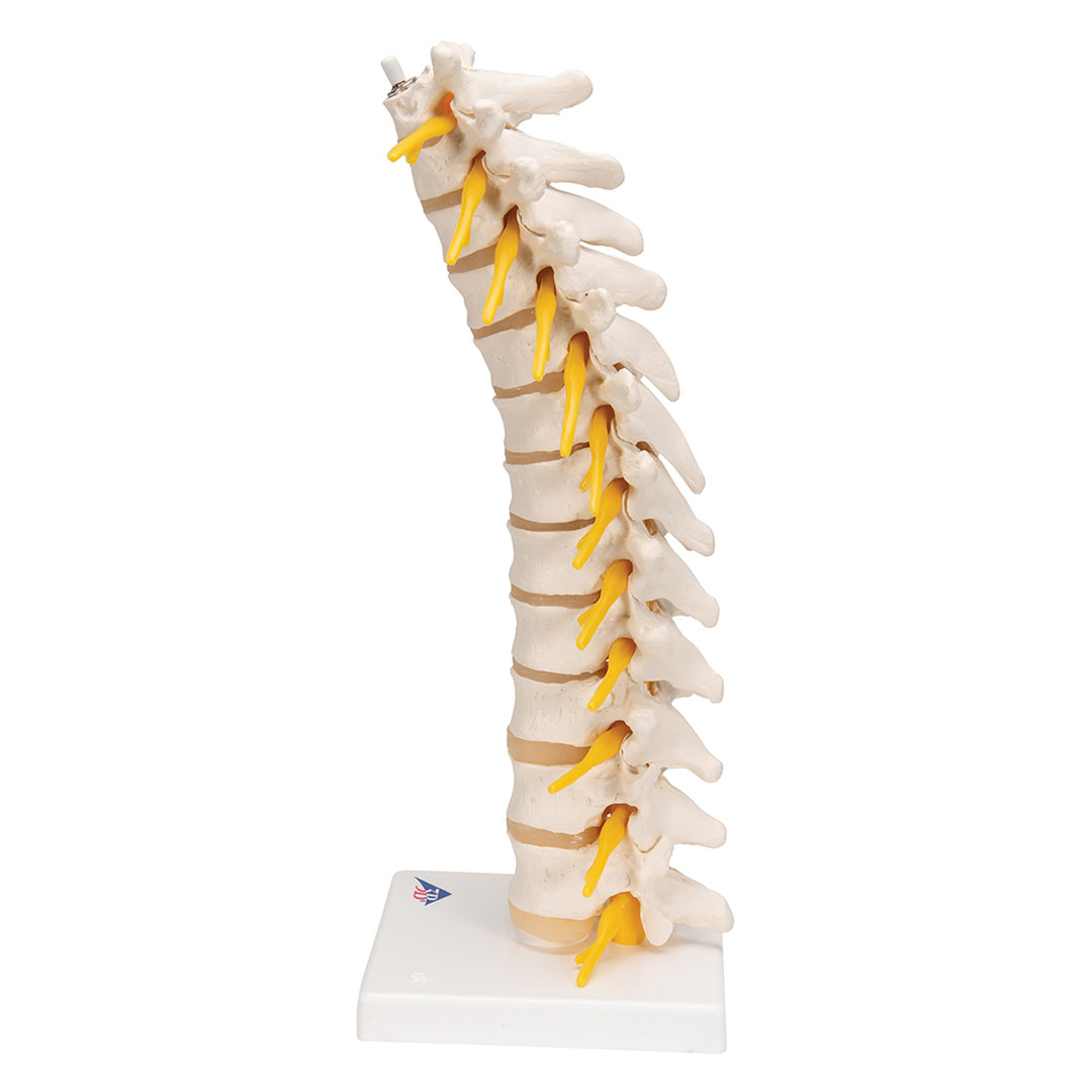 3B SCIENTIFIC Brustwirbelsäule, 12 Brustwirbel m. (A73)