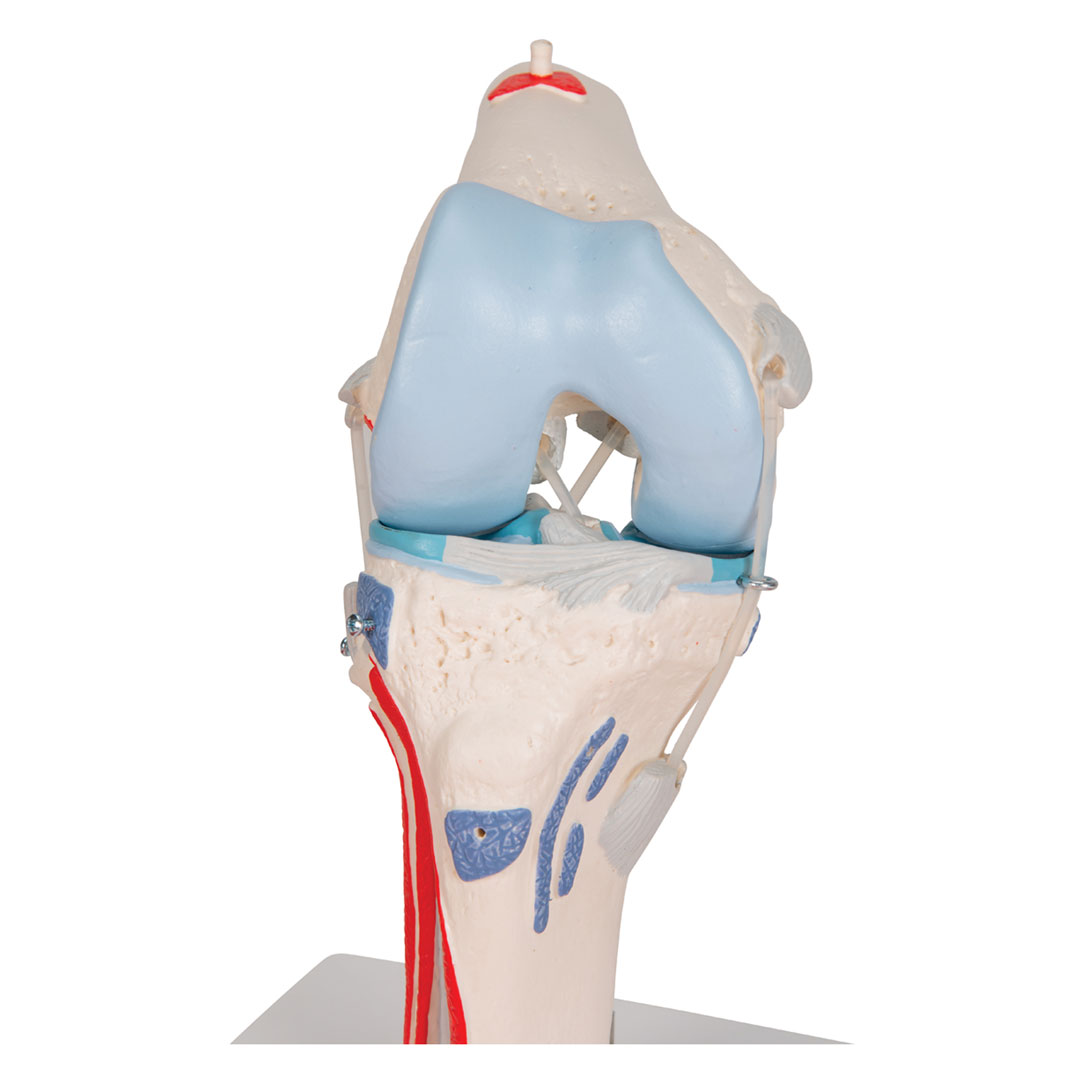 3B SCIENTIFIC Kniegelenk, 12-teilig, Grösse 33x17x17cm (A882)