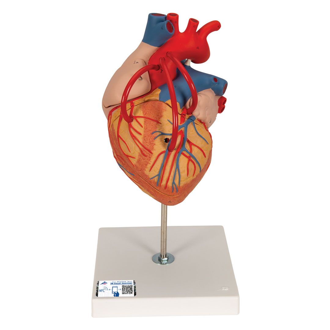 3B SCIENTIFIC Herzmodell m. Bypass, 4-tlg.2-fach v (G06)