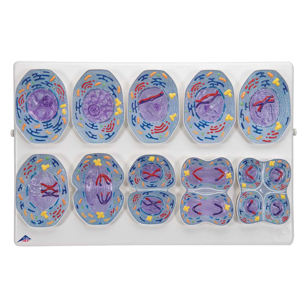 3B SCIENTIFIC Meiose, Modell (R02/1) 3B SCIENTIFIC Meiose, Modell (R02/1)