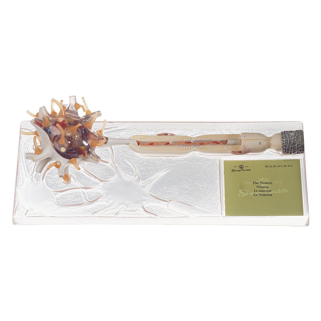 SOMSO® Neuron