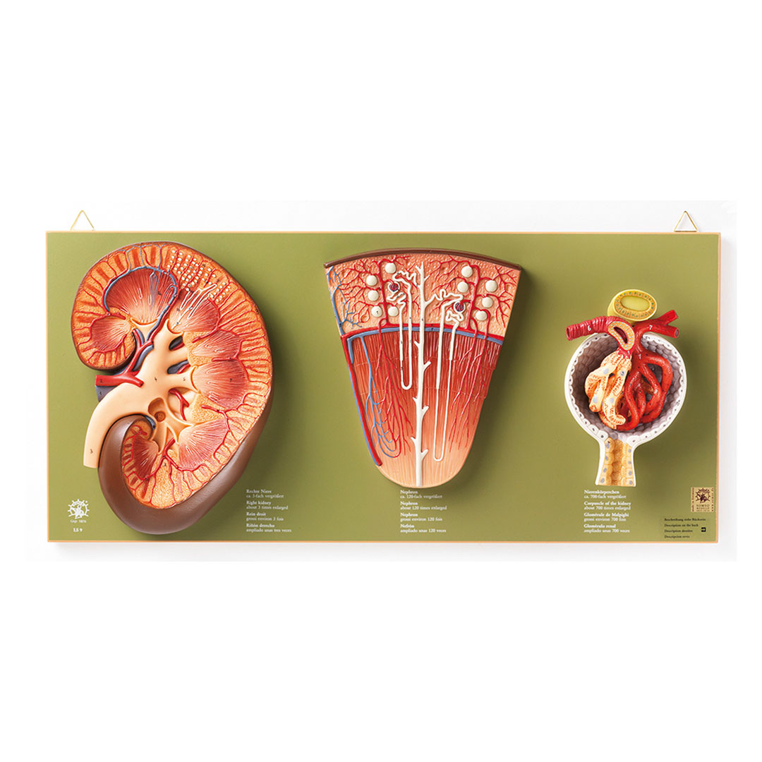 SOMSO® Niere, Neuron, N.-körperchen