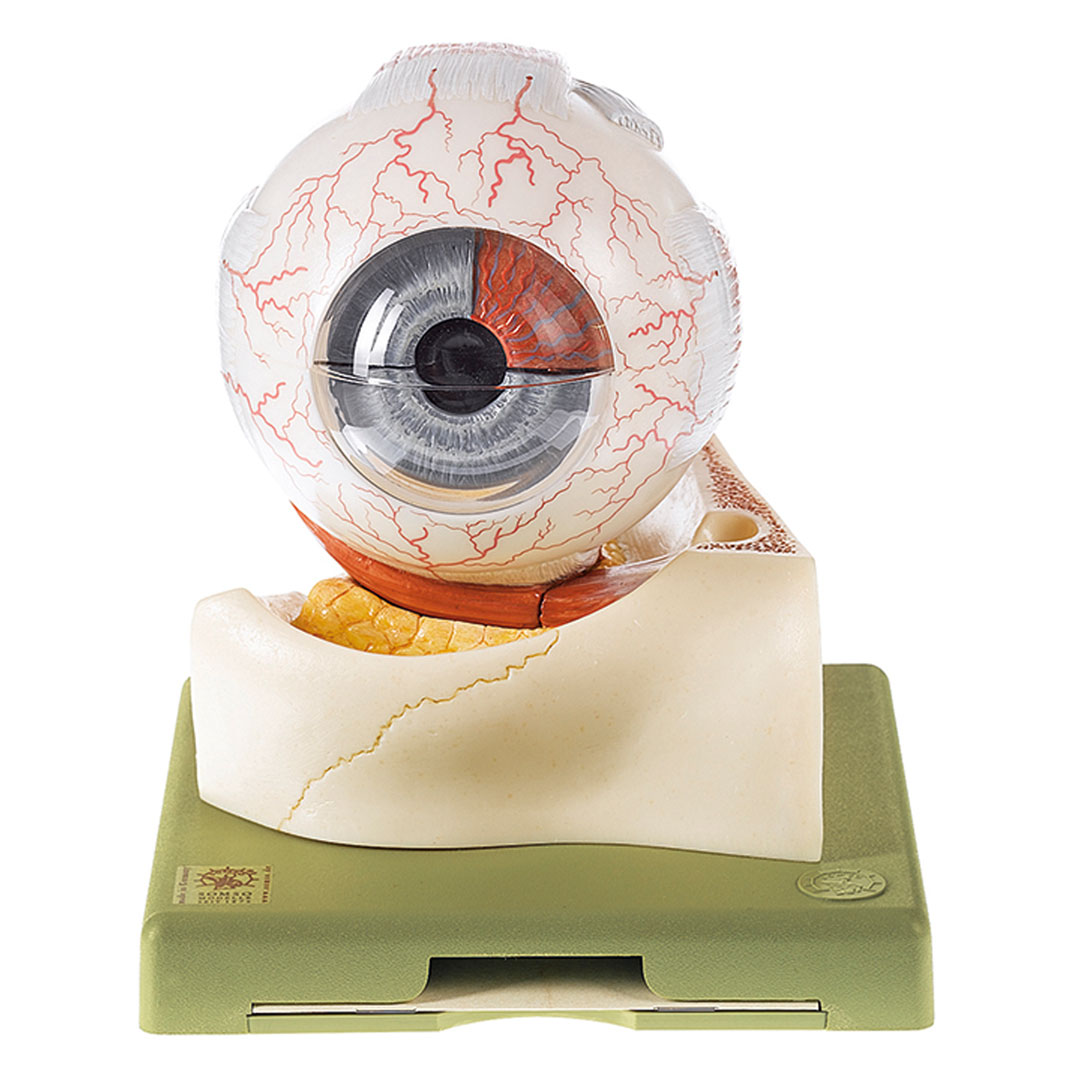 SOMSO® Augapfel, 7-teilig, 5-f.vergr.a.Sockel