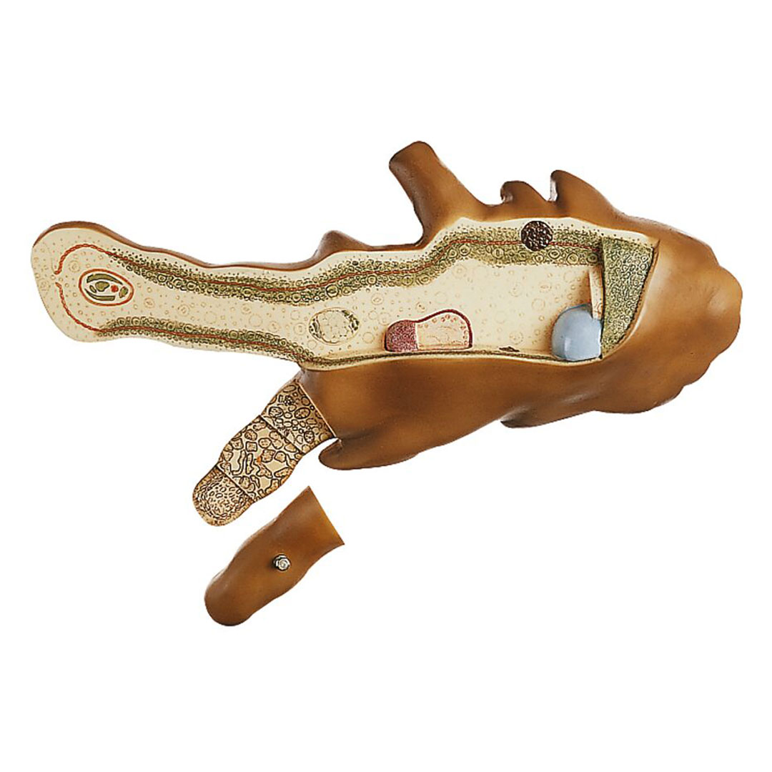 SOMSO® Wechseltierchen, Amöbe