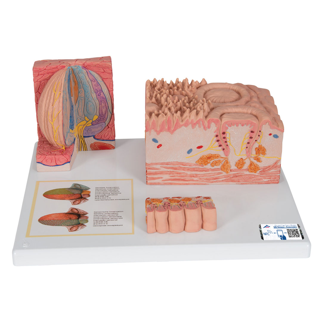 3B SCIENTIFIC MICROanatomy Zunge (D17)