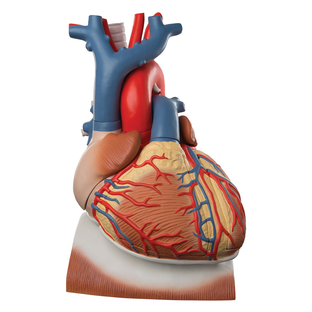 3B SCIENTIFIC Herz, 3-fache Grösse, 10-tlg. (VD251)