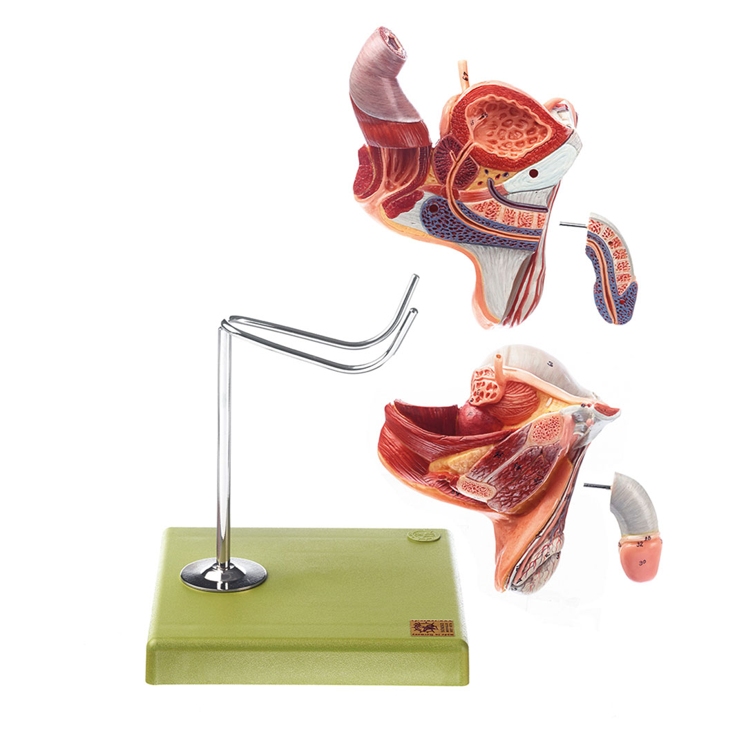 SOMSO® Männliche Geschlechtsorgane