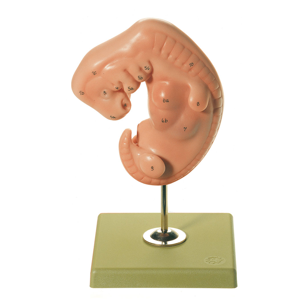 SOMSO® Embryo