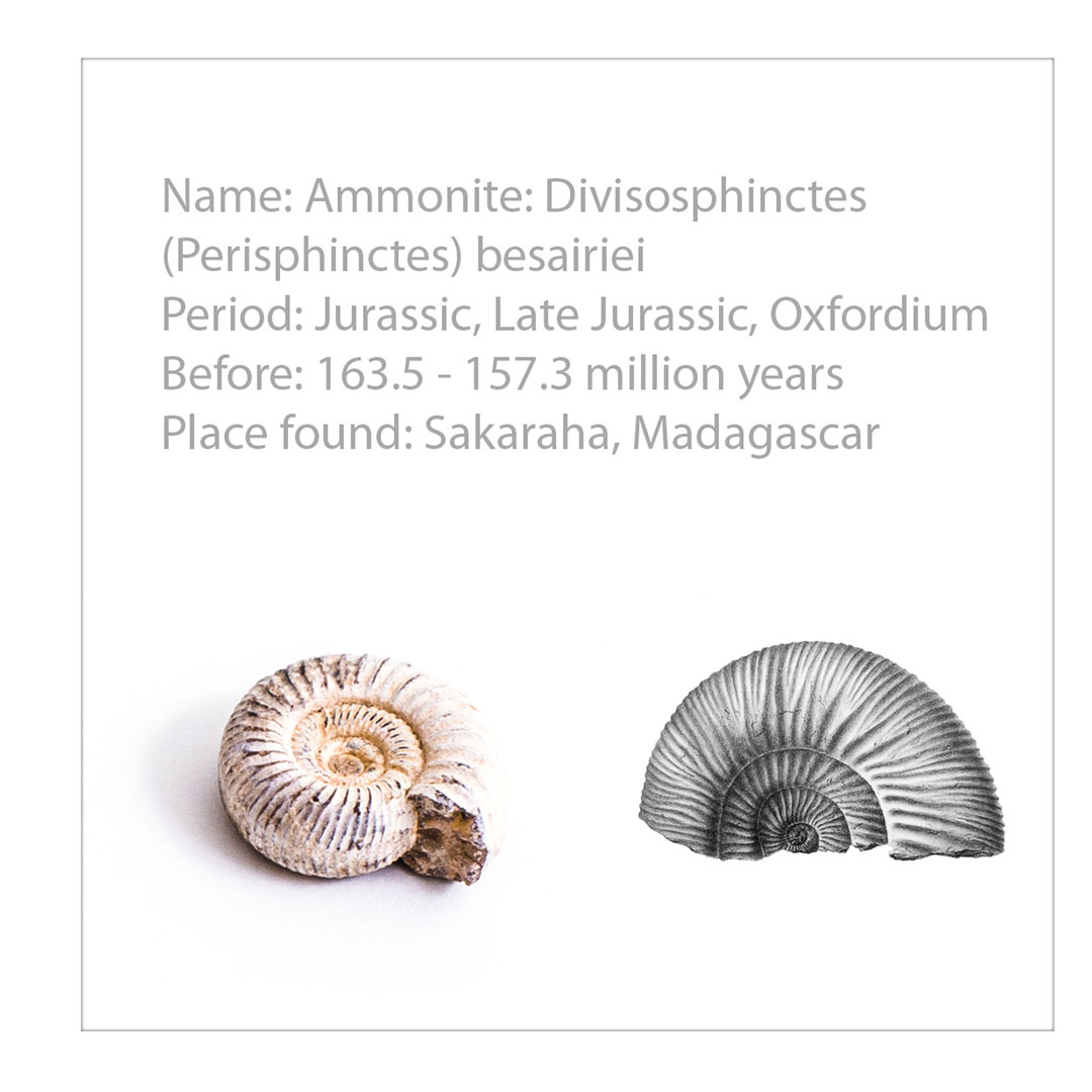 Fossiliensammlung 40 Fossilien,  (U75025) Grösse: 26x50 x6.5cm