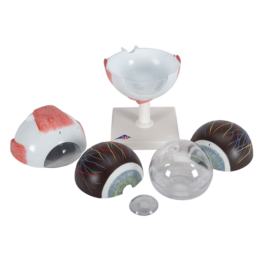 3B SCIENTIFIC Auge, 6-tlg., 5-fach vergr. (F10), Riesenauge