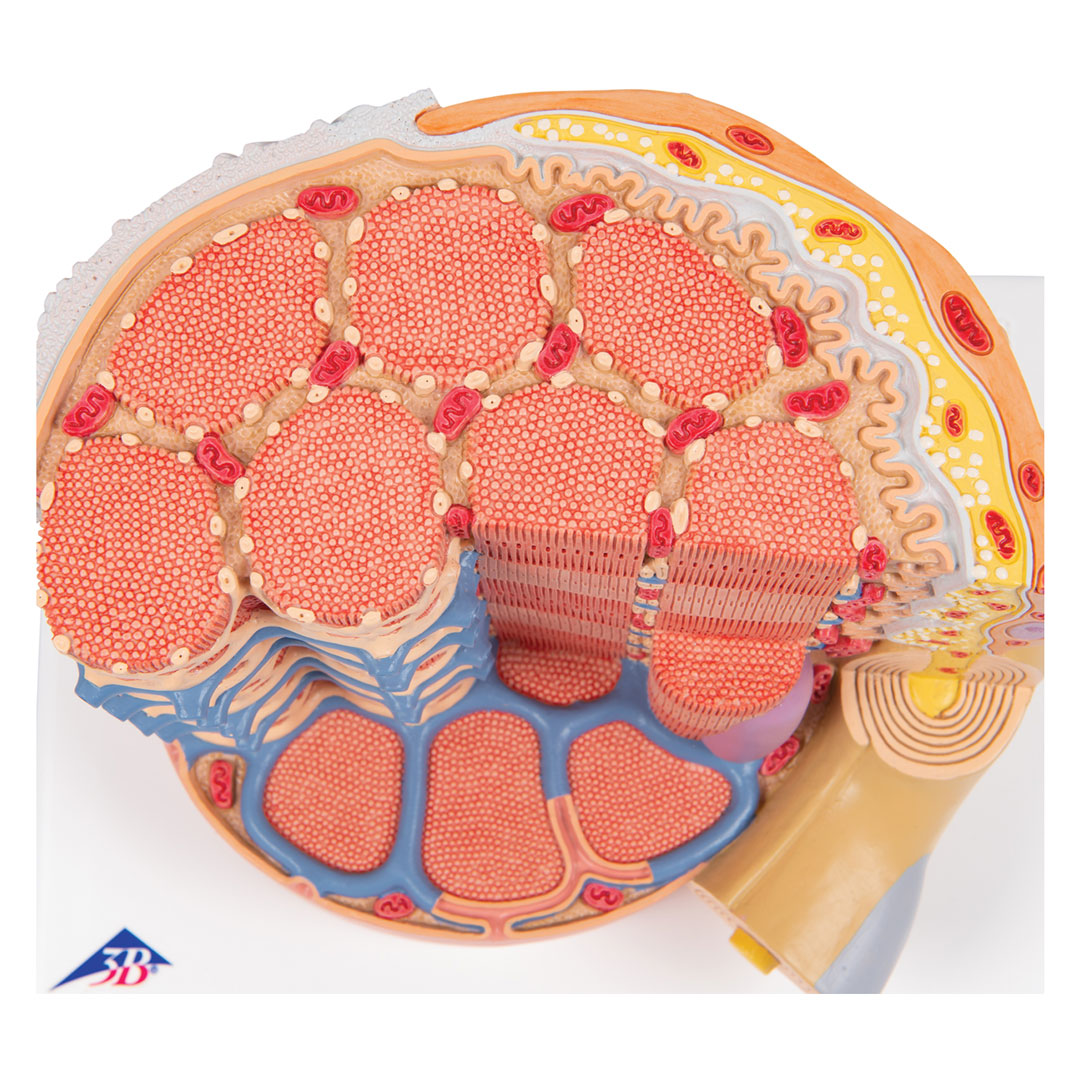 3B SCIENTIFIC MICROanatomy Muskelfaser (B60) 3B SCIENTIFIC MICROanatomy Muskelfaser (B60)