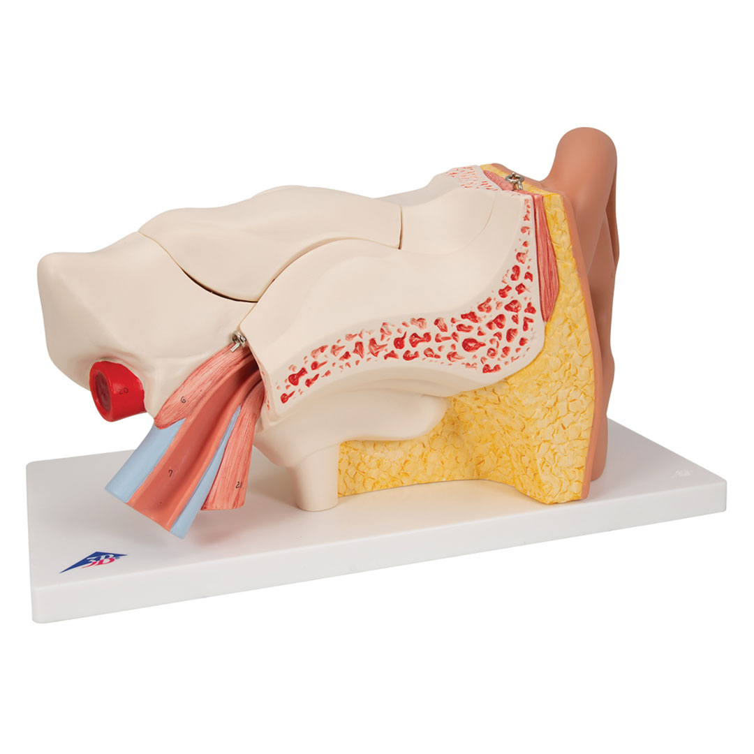 3B SCIENTIFIC Gehörorgan, 3-fach, 6-tlg. (E11)
