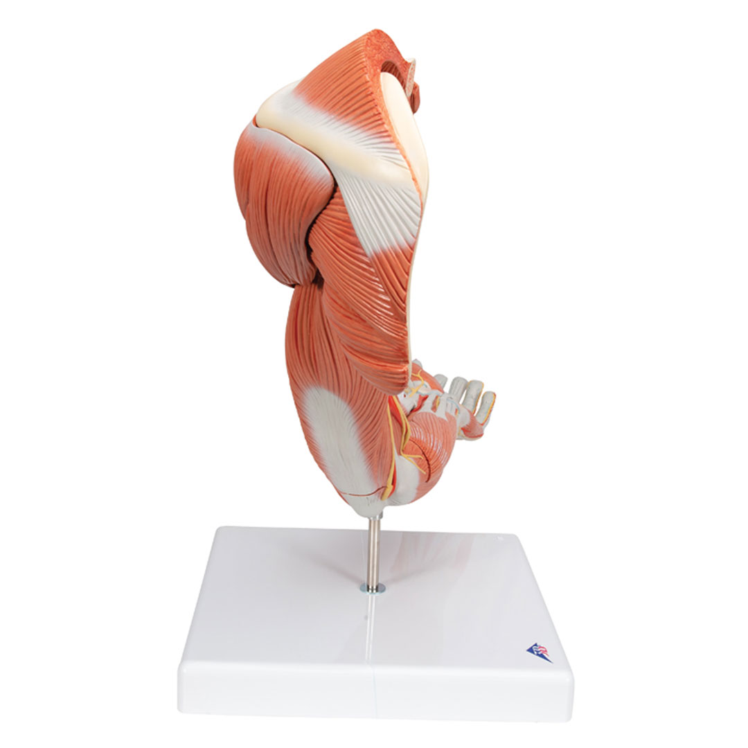 3B SCIENTIFIC Muskelarm, 6-teilig