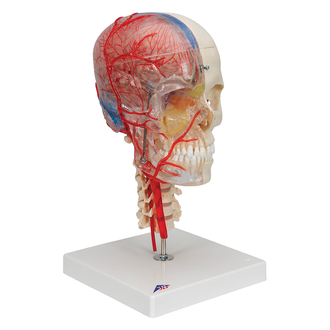 3B SCIENTIFIC Schädel BONElike  7-teilig (A283)