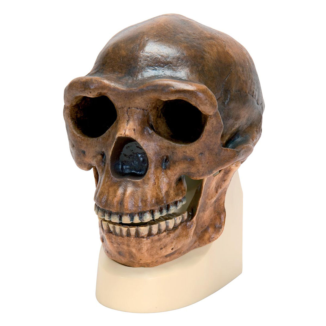 3B SCIENTIFIC Schädelreplikat Homo erectus pekinensis, (Weidenreich, 1940) (VP750/1)