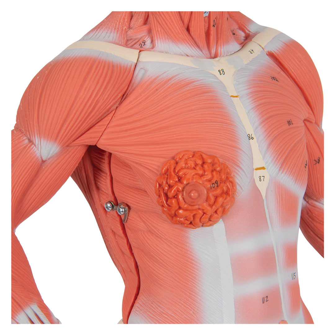 3B SCIENTIFIC Muskelfigur, 1/3 Grösse, 2-teilig (B59) 3B SCIENTIFIC Muskelfigur, 1/3 Grösse, 2-teilig (B59)