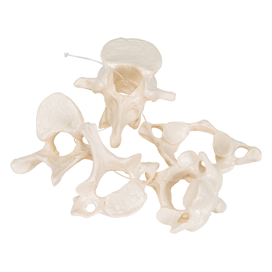 3B SCIENTIFIC Wirbel a.Nylon gez. (5) Atlas, Axis usw. (A75/1)