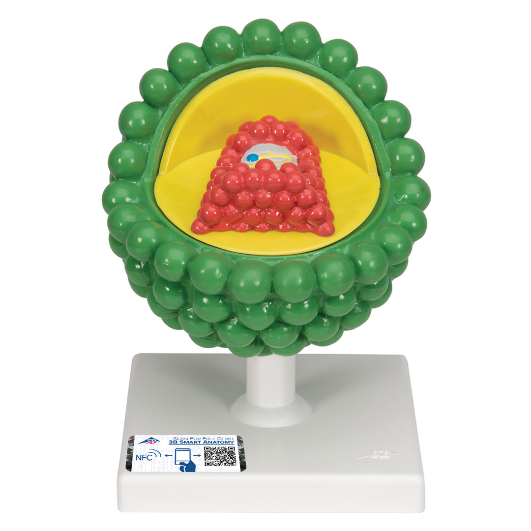 3B SCIENTIFIC Aids-Virus, vergr. 1 000 000x (L40)