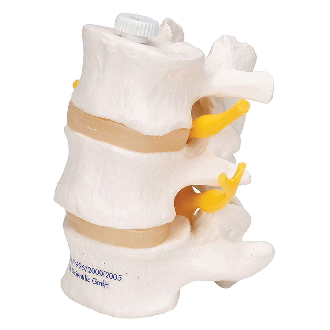 3B SCIENTIFIC 3 Lendenwirbel, elastisch mont. (A76/8)
