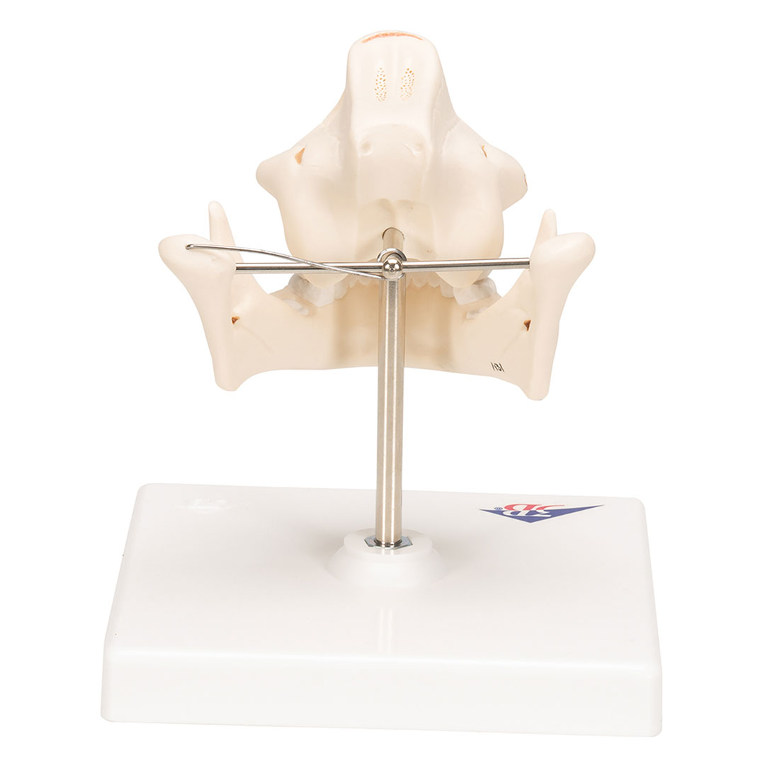 3B SCIENTIFIC Ober- und Unterkiefer, Kind (VE282)