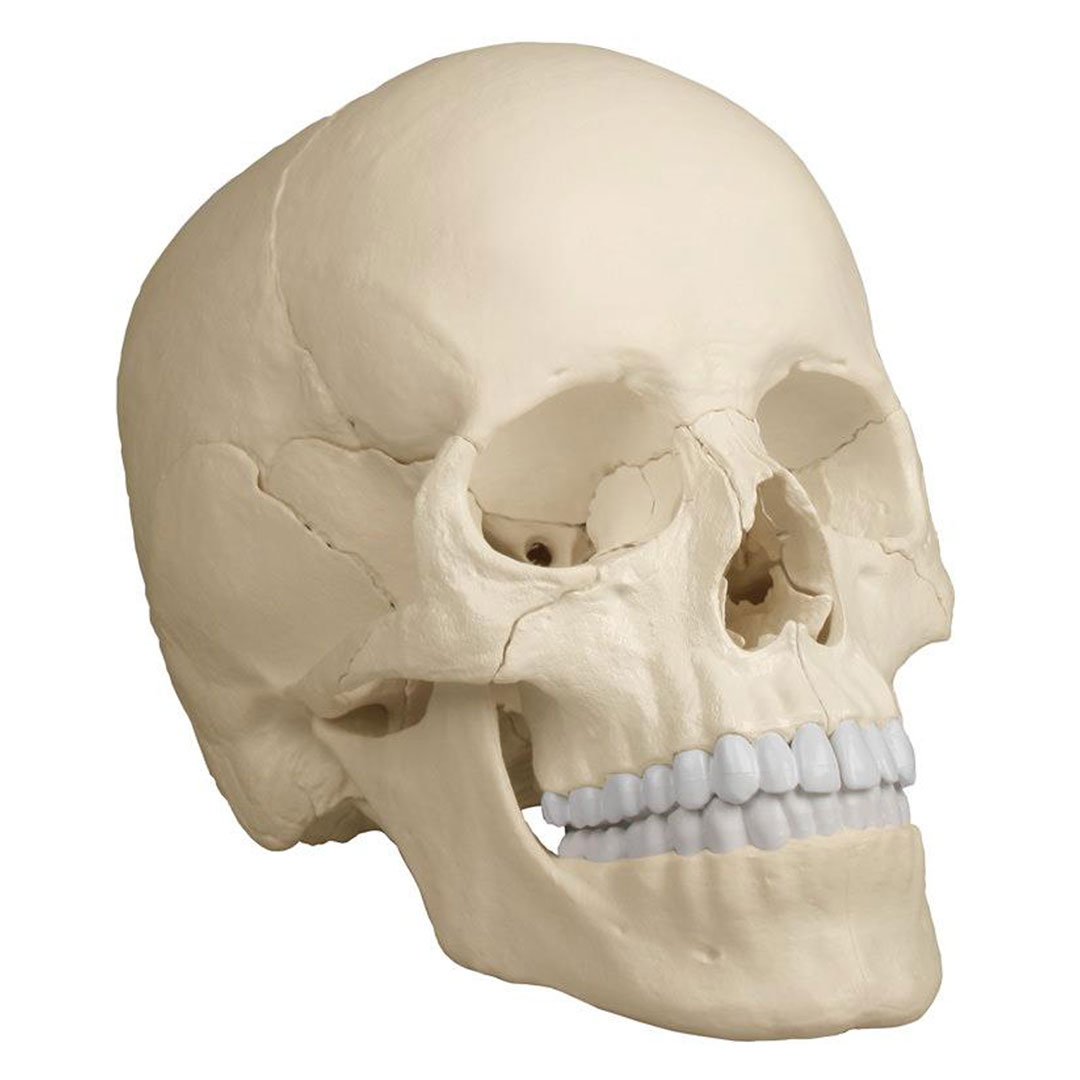 ERLER ZIMMER Osteopathie-Schädelmodell, 22-teilig, anatomische Ausführung - EZ Augmented Anatomy