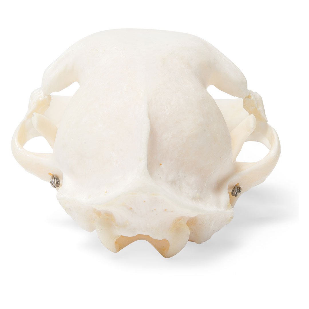 3B SCIENTIFIC Katze, Schädel-Skelett