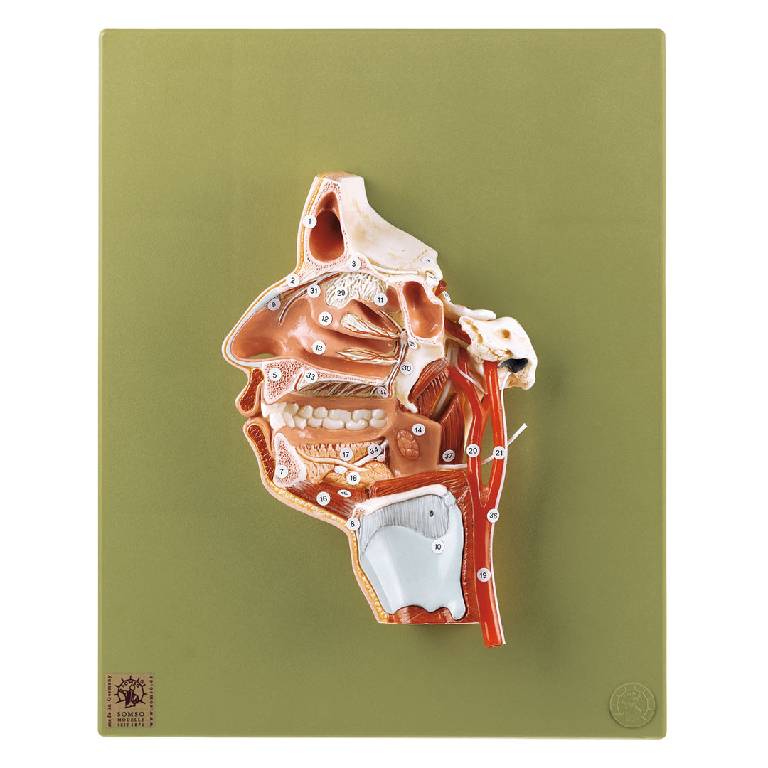 SOMSO® Kopfmodell