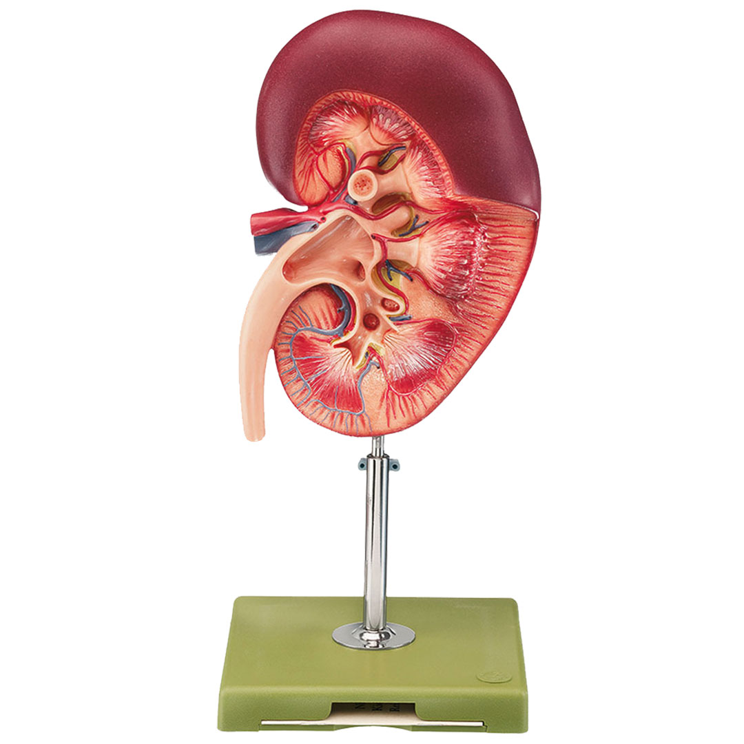 SOMSO® Rechte Niere, 3fach vergrössert