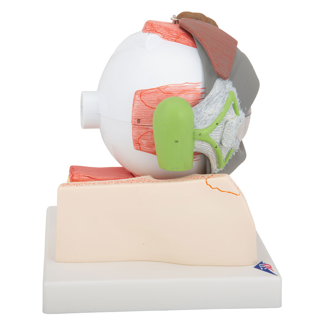 3B SCIENTIFIC Auge mit Lid, 8-tlg. (F12)