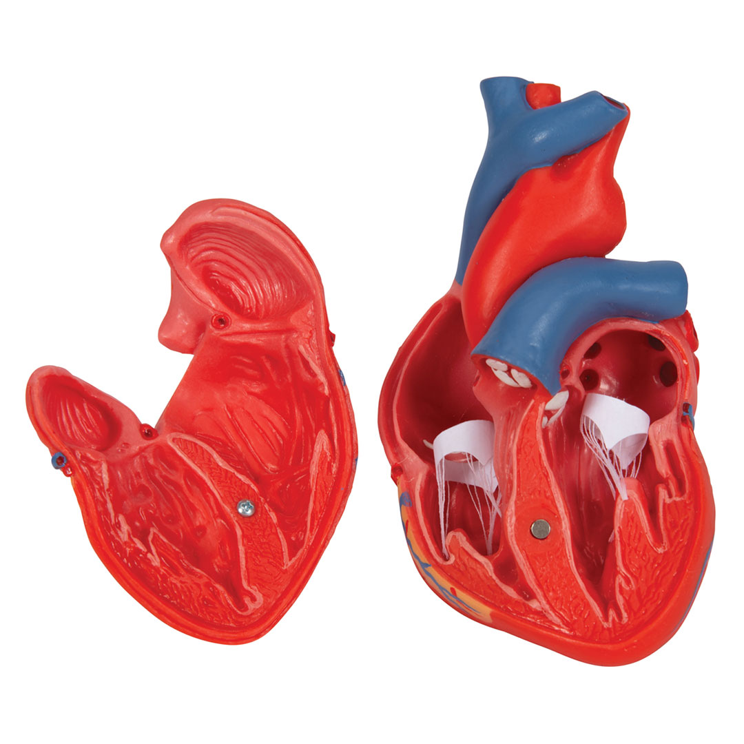3B SCIENTIFIC Herz, 2-teilig, (G08)
