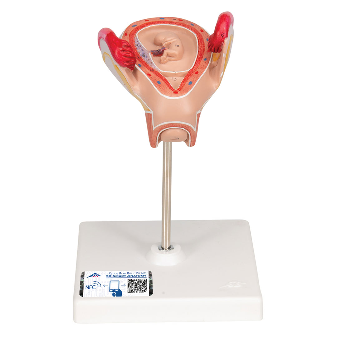 3B SCIENTIFIC Uterus mit Embryo, 2. Monat (L10/2)